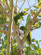 Leaf Lorikeet