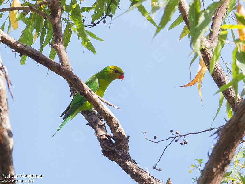 Olive-headed Lorikeetadult, identification