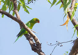 Olive-headed Lorikeet