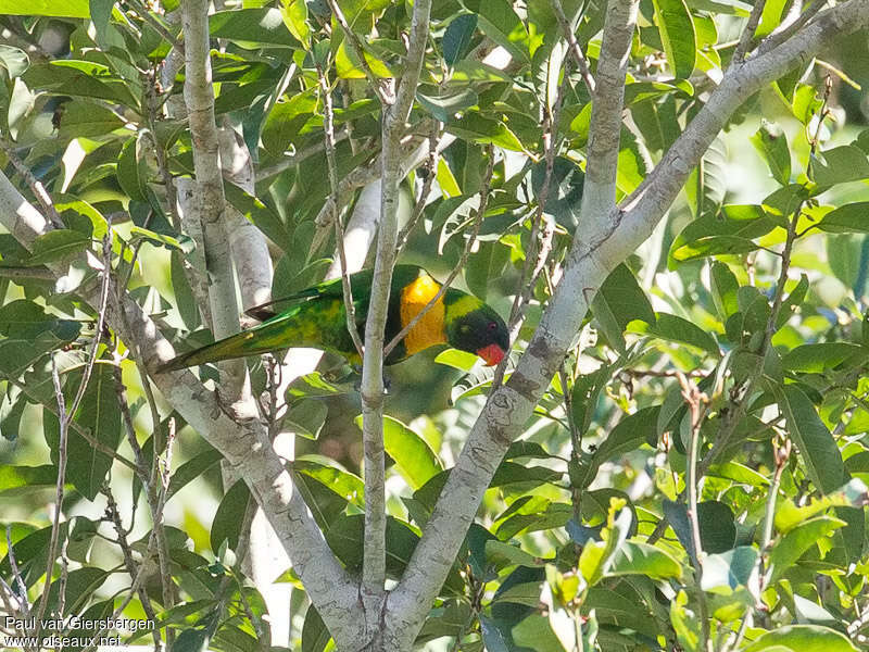 Marigold Lorikeet