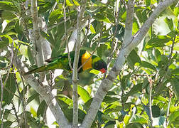 Marigold Lorikeet