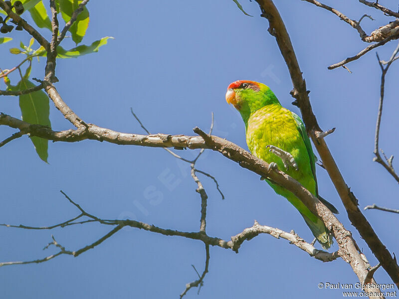 Iris Lorikeet