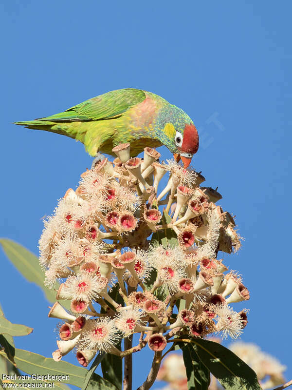 Varied Lorikeetadult