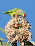 Varied Lorikeet