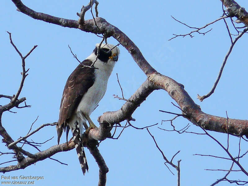 Laughing Falconadult, pigmentation