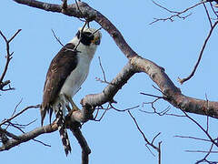 Laughing Falcon