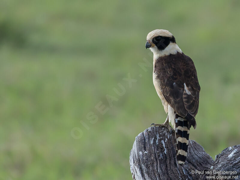 Laughing Falconadult