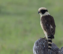 Laughing Falcon