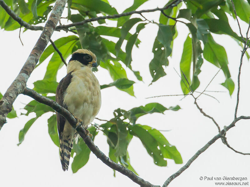 Laughing Falcon