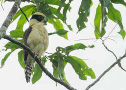 Laughing Falcon