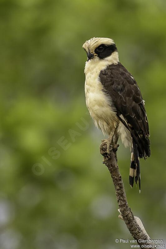 Laughing Falconadult