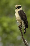 Laughing Falcon