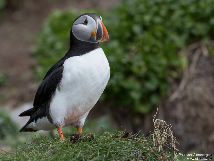 Atlantic Puffinadult