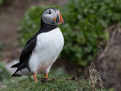 Atlantic Puffin