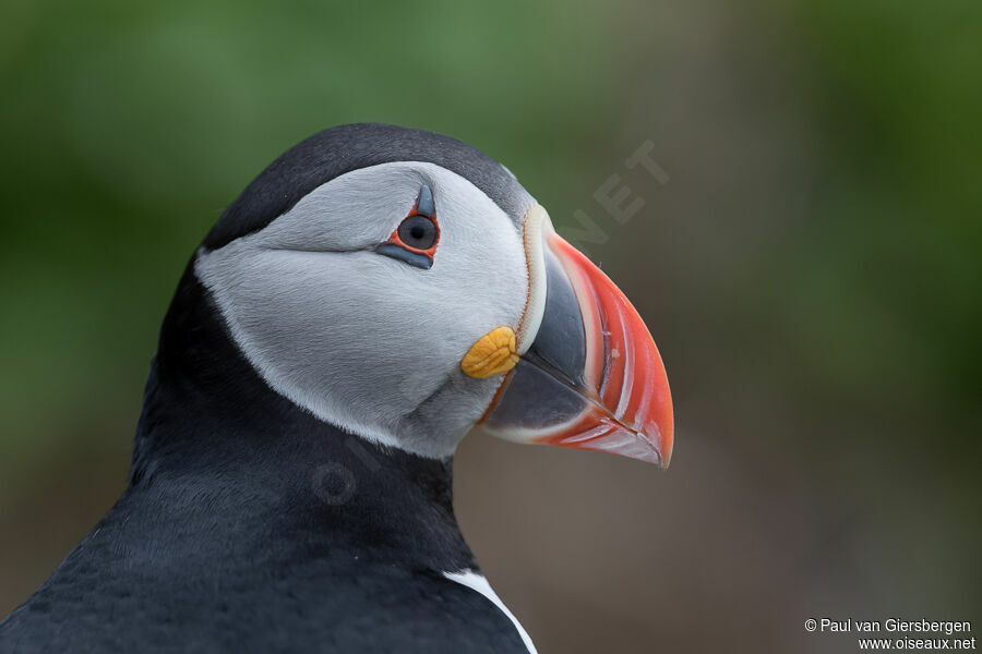 Atlantic Puffinadult