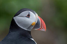 Atlantic Puffin