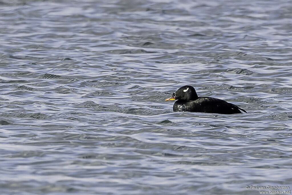 Stejneger's Scoter male adult