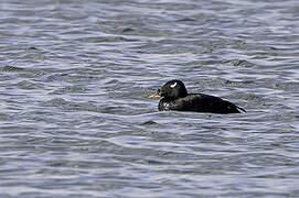 Stejneger's Scoter