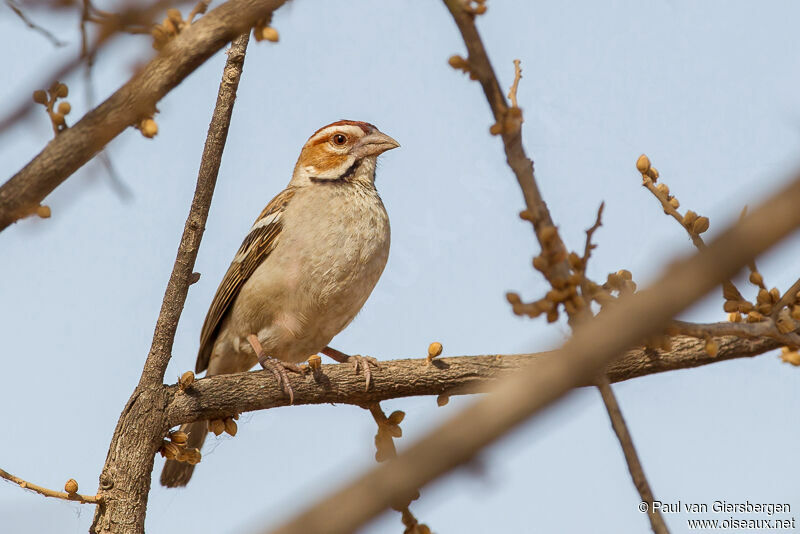 Chestnut-crowned Sparrow-Weaver