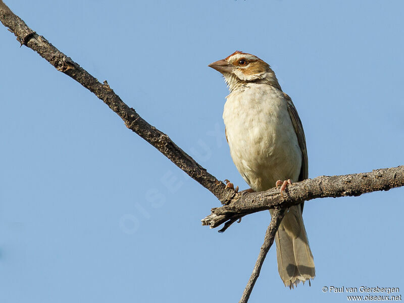 Chestnut-crowned Sparrow-Weaver