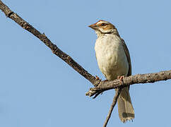 Chestnut-crowned Sparrow-Weaver