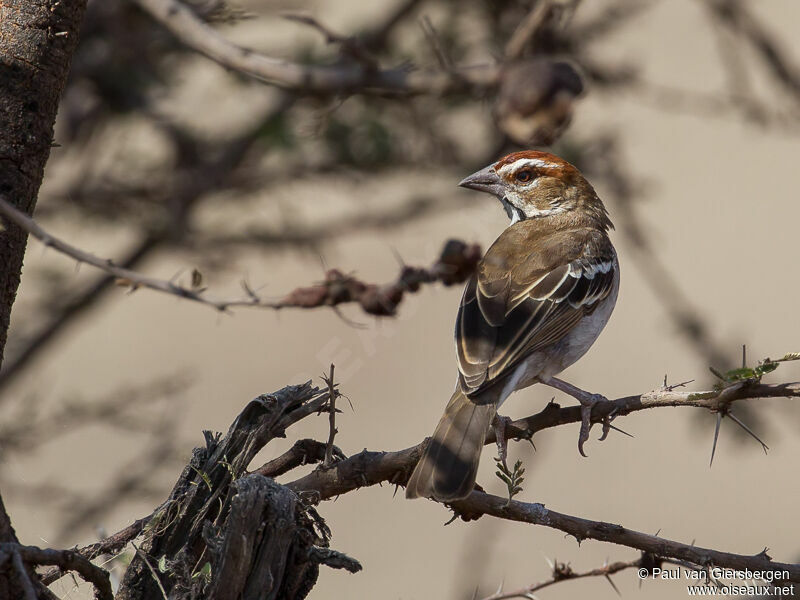 Chestnut-crowned Sparrow-Weaver