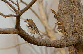 Chestnut-crowned Sparrow-Weaver