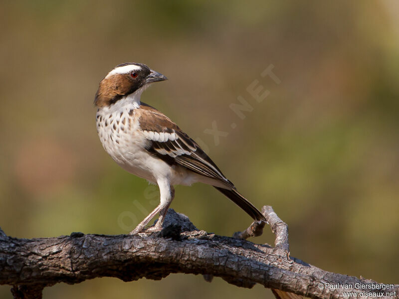 White-browed Sparrow-Weaver