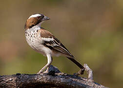 White-browed Sparrow-Weaver