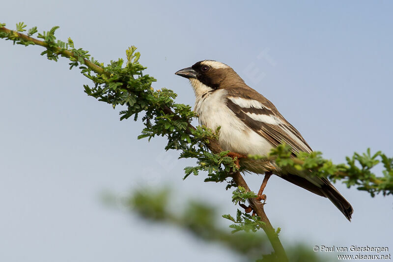 White-browed Sparrow-Weaver