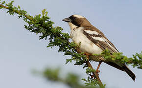 White-browed Sparrow-Weaver