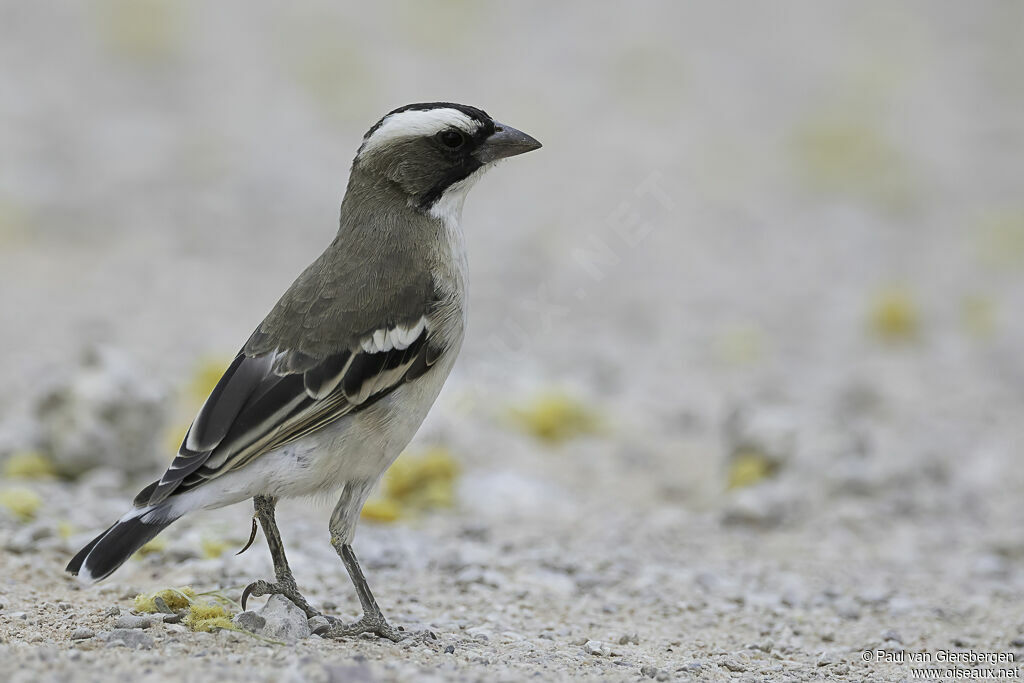 White-browed Sparrow-Weaveradult