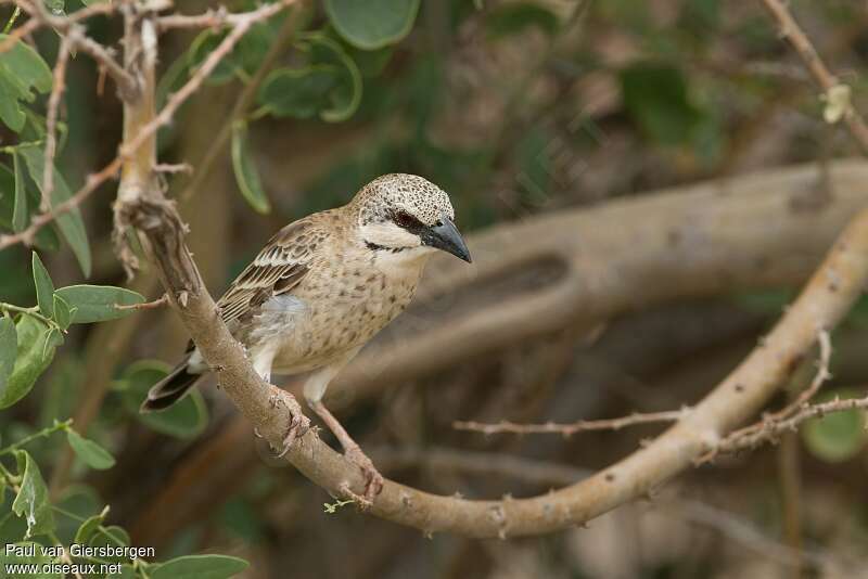 Donaldson Smith's Sparrow-Weaveradult, habitat, pigmentation