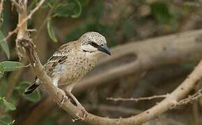 Donaldson Smith's Sparrow-Weaver