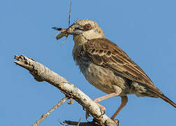 Donaldson Smith's Sparrow-Weaver