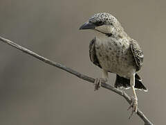 Donaldson Smith's Sparrow-Weaver