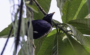 Sri Lanka Hill Myna