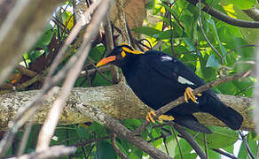 Southern Hill Myna