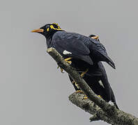 Southern Hill Myna