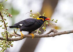 Common Hill Myna