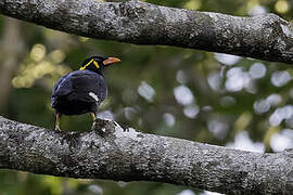 Common Hill Myna