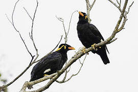 Common Hill Myna