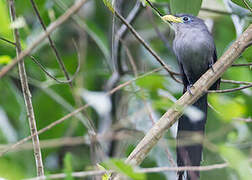 Blue Malkoha