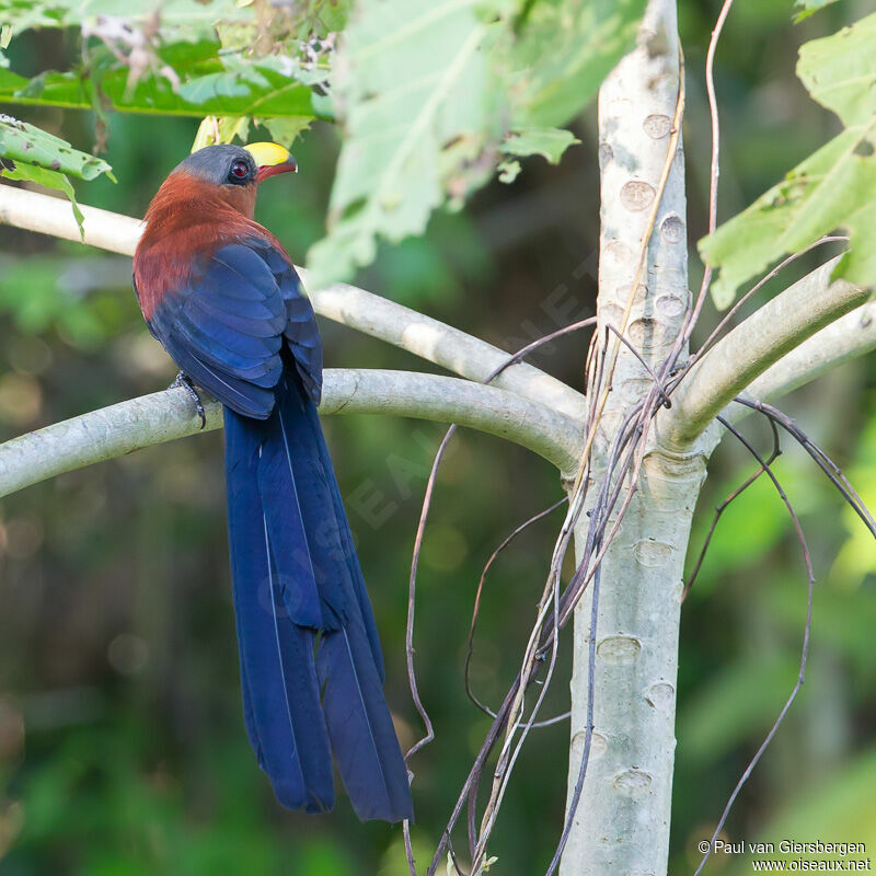 Yellow-billed Malkoha