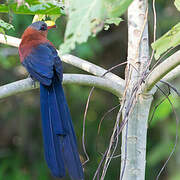 Yellow-billed Malkoha