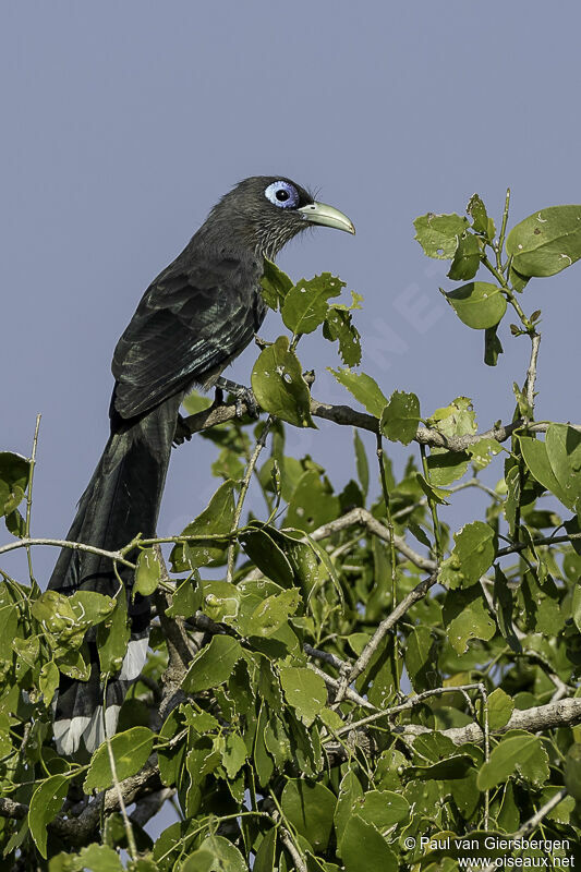 Blue-faced Malkohaadult