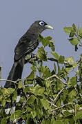 Blue-faced Malkoha