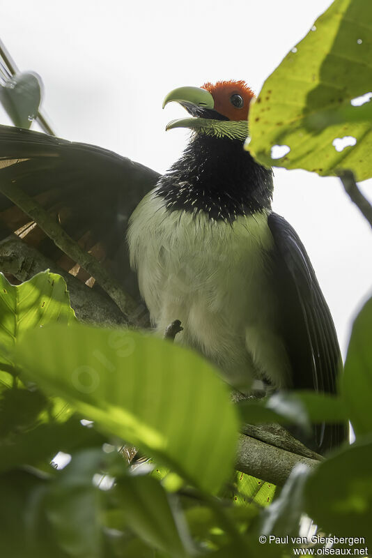 Red-faced Malkohaadult