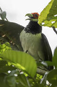 Red-faced Malkoha