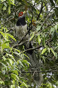 Red-faced Malkoha